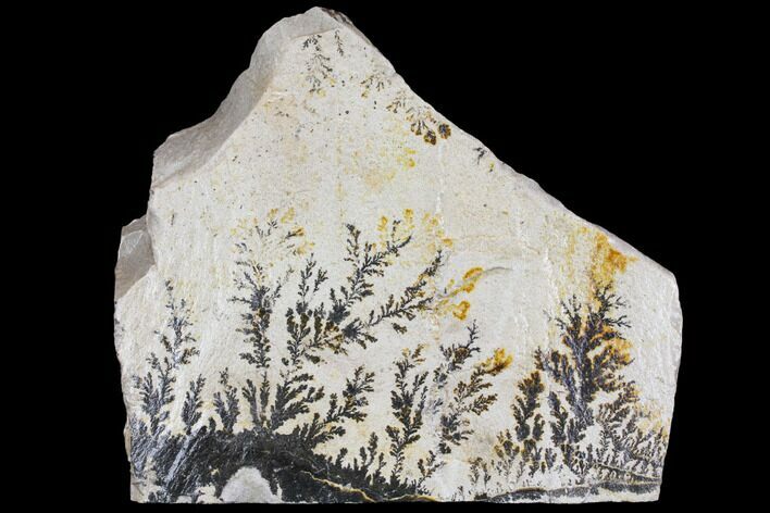 Dendrites On Limestone - Utah #150494